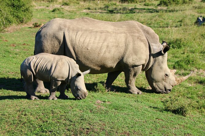 2 Days Pilanesberg National Park Luxury Safari - Key Highlights You’ll Actually Care About