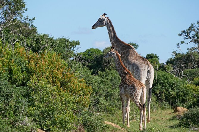 2 Days Pilanesberg National Park Luxury Safari - Getting There From Johannesburg, Comfort Included