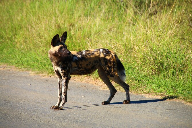 2 Days Pilanesberg National Park Luxury Safari - Day 2: Early Morning Drive, Maximum Animal Time