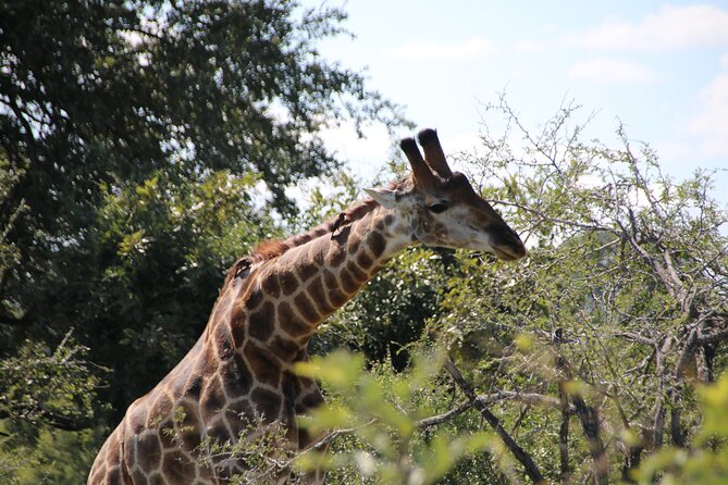 2 Days Pilanesberg National Park Luxury Safari - Open Safari Vehicles: The Viewing Advantage