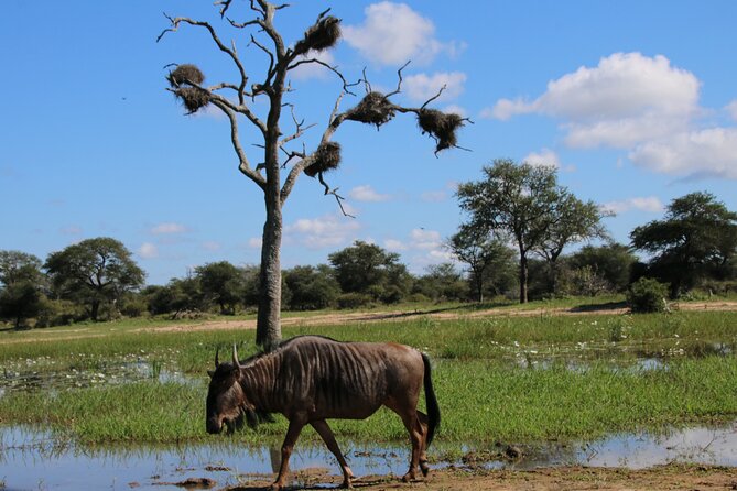 2 Days Pilanesberg National Park Luxury Safari - The Guide and Ranger Factor: What You Get Beyond the Drive