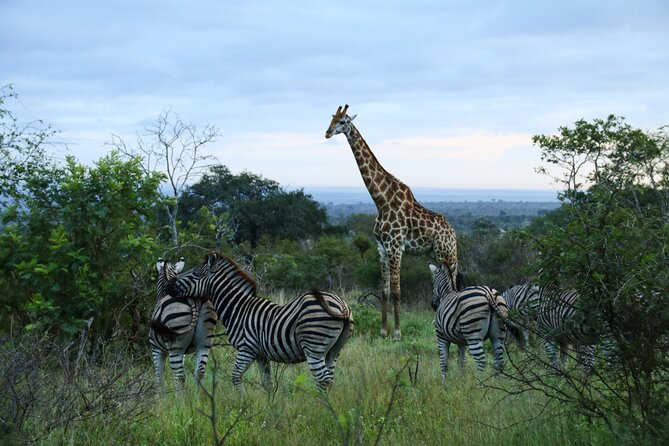 2 Days Pilanesberg National Park Luxury Safari - Luxury Safari Comfort That’s Actually Useful