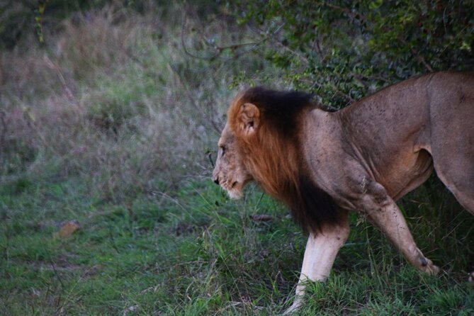 2 Days Pilanesberg National Park Luxury Safari - Price and Value: What $509.80 Per Person Really Covers