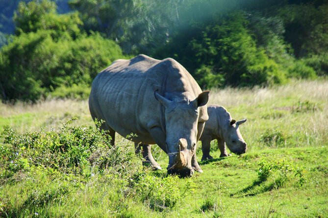 2 Days Pilanesberg National Park Luxury Safari - Day 1: Hotel Check-in and a Sunset Game Drive
