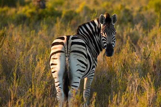 2-Hour Game Drive at the Plettenberg Bay Game Reserve - A 2-Hour Big Five Safari Off the Garden Route (Without the Full-Day Commitment)