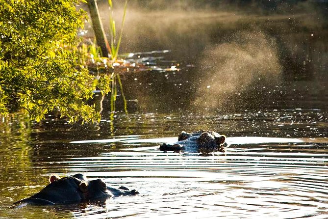 2-Hour Game Drive at the Plettenberg Bay Game Reserve - Morning or Afternoon: How to Pick the Best Departure