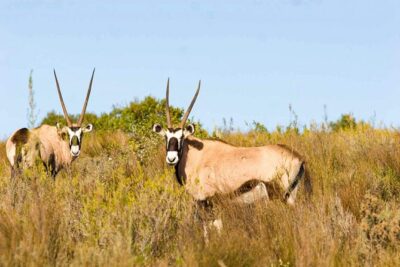 2-Hour Game Drive at the Plettenberg Bay Game Reserve
