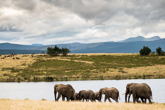 2-Hour Game Drive at the Plettenberg Bay Game Reserve - Ranger Quality: Expect Great Moments, and Plan for Variation