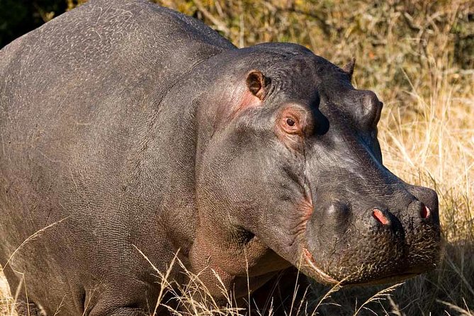 2-Hour Game Drive at the Plettenberg Bay Game Reserve - Park Setup and Comfort: Don’t Arrive Assuming Full Amenities