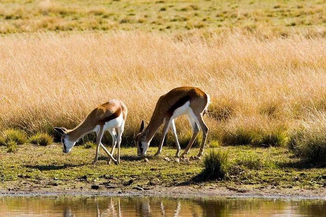 2-Hour Game Drive at the Plettenberg Bay Game Reserve - Group Size, Vehicle Feel, and How That Affects Your Viewing