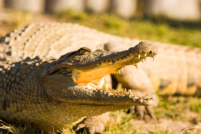 2-Hour Game Drive at the Plettenberg Bay Game Reserve - Price and Value: Is It Worth $57.24?