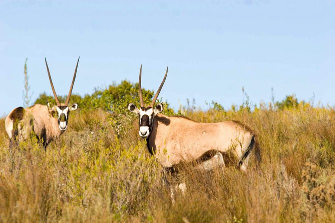 2-Hour Game Drive at the Plettenberg Bay Game Reserve - What You’ll Actually Do on the Drive
