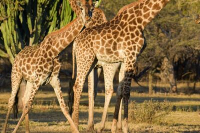 2-Hour Horseback Safari in Hartbeespoort