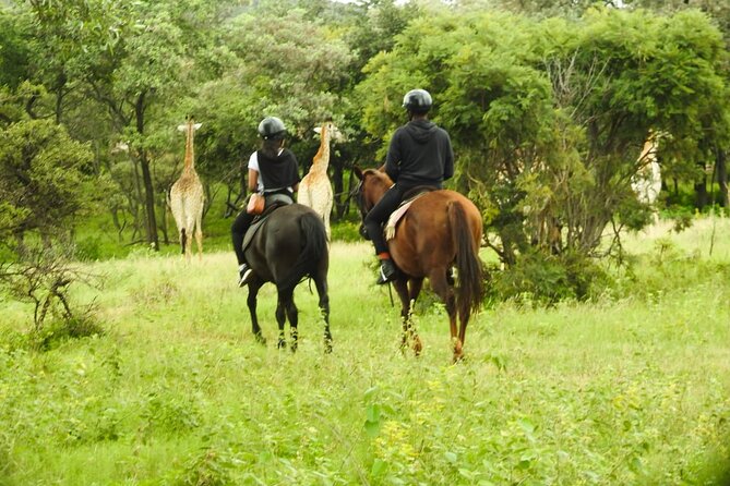 2-Hour Horseback Safari in Hartbeespoort - Who should book, and who might feel less happy
