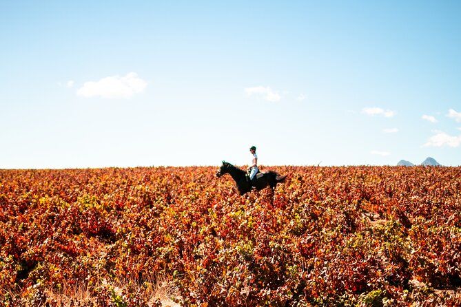 2 Hour Vineyard Trail Ride - Vredenheim Winery Time: Gardens, Wine Options, and the Main Hangout