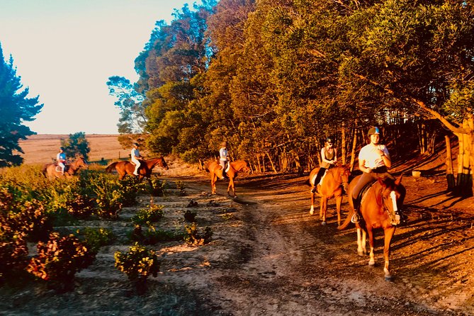 2 Hour Vineyard Trail Ride - Spier Wine Farm: A Fast Stop That Still Sets the Mood