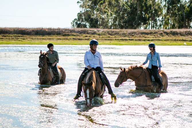 2 Hour Vineyard Trail Ride - The Pre-Ride Lesson and Your First Minutes on Horseback