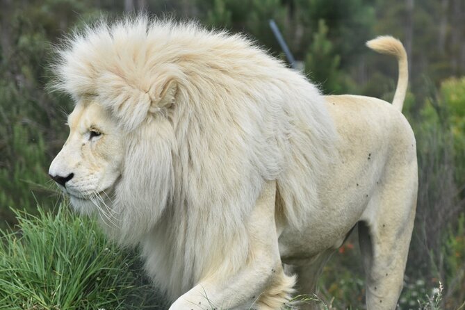 2 Night Tenikwa Experience - Tenikwa Lion Cabins, close enough to hear the lions at night