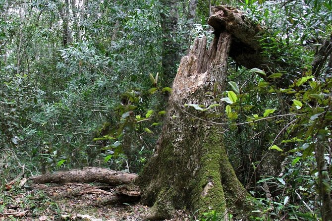 2 Night Tenikwa Experience - Day 2 morning at 11am: guided forest walk on historical logging paths