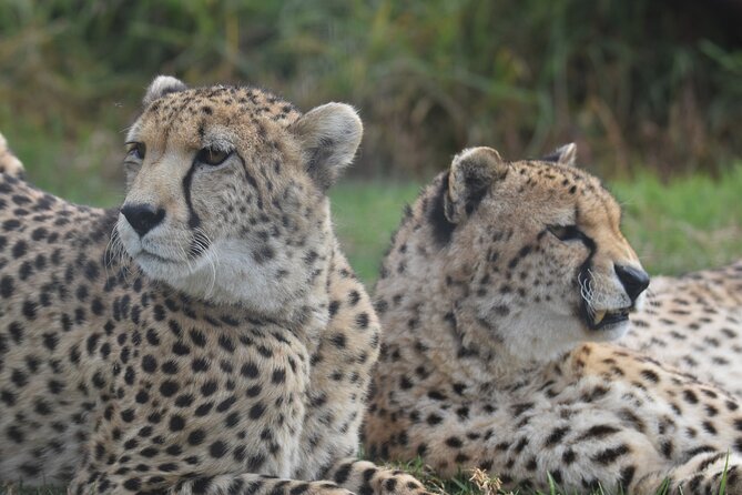 2 Night Tenikwa Experience - Day 2 lunch: picnic with a drink option, then a wildlife tour