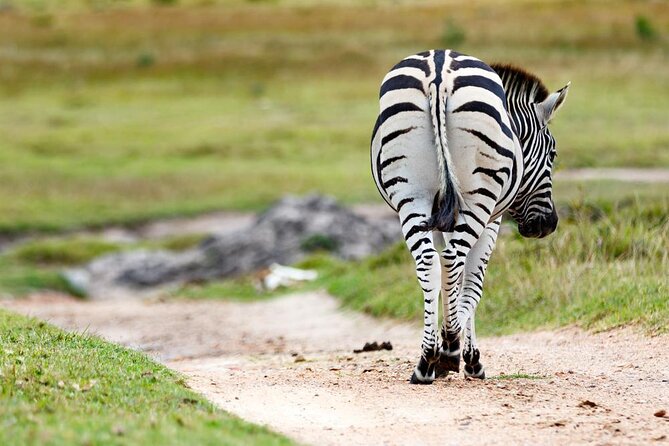 2hr Guided Game Drive at 10h00; Kragga Kamma Game Park Ticket - Fast take: what makes this Kragga Kamma drive worth your time