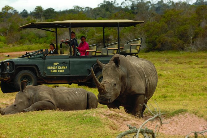 2hr Guided Game Drive at 10h00; Kragga Kamma Game Park Ticket - The 10:00am departure and what the 2 hours are really like