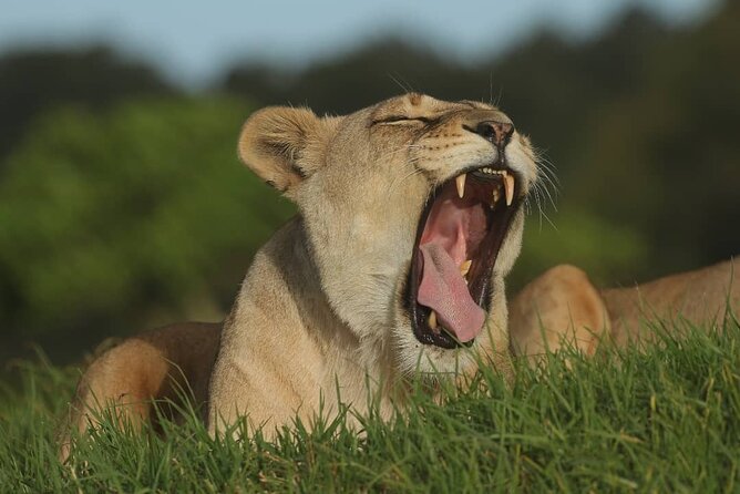 2hr Guided Game Drive at 10h00; Kragga Kamma Game Park Ticket - Species expectations: rhinos, buffalo, zebra, giraffe, and antelope