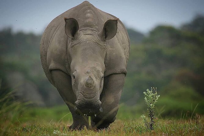 2hr Guided Game Drive at 10h00; Kragga Kamma Game Park Ticket - Cheetah time: private enclosure viewing and how to set expectations