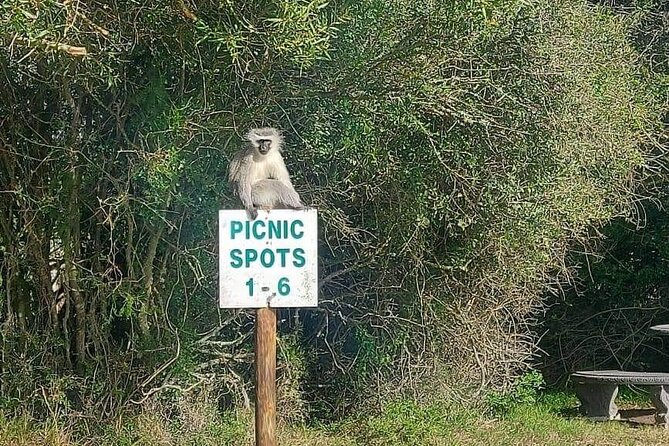 2hr Guided Game Drive at 10h00; Kragga Kamma Game Park Ticket - Food, coffee, and drinks you can buy on-site