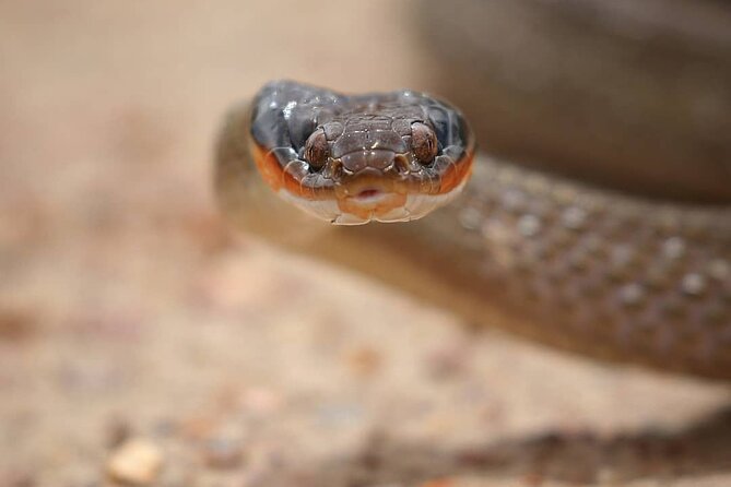2hr Guided Game Drive at 10h00; Kragga Kamma Game Park Ticket - Getting there: transport is on you, not the park