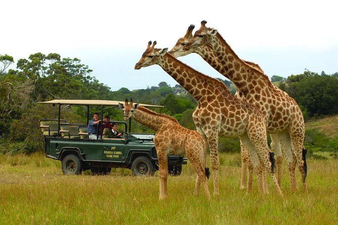 2hr Guided Game Drive at 10h00; Kragga Kamma Game Park Ticket - Your guided stops: Kragga Kamma drive route and the “why” behind the animals