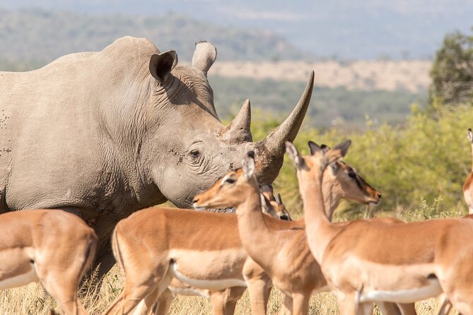 3 Day 2 Night Hluhluwe, St Lucia, Isimangaliso Tour - Guides, vehicles, and small group size: how the days feel in real life