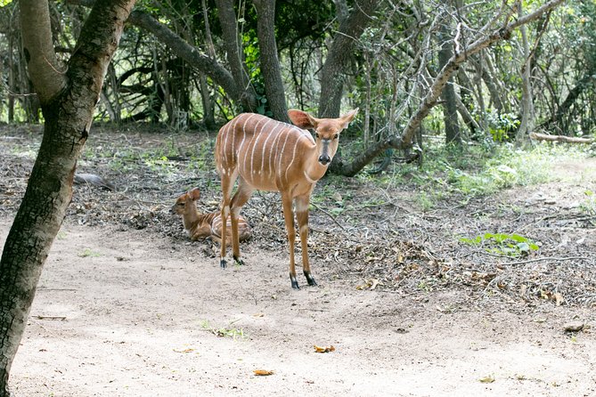 3 Day Budget Tent Kruger National Park Safari - Price and value: is $563.63 per person fair for 3 days?