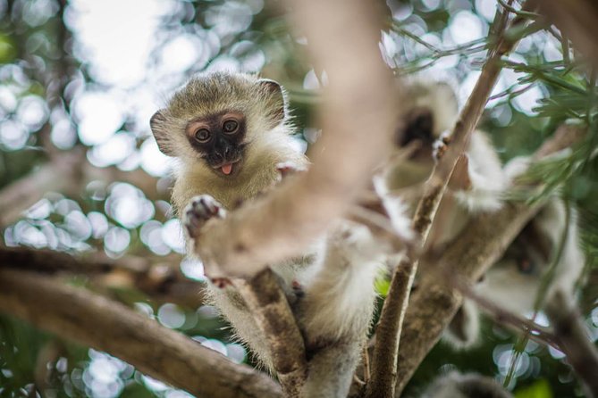 3 Day Classic Kruger National Park Safari - Day 3: Blyde River Canyon and the Three Rondawels stops