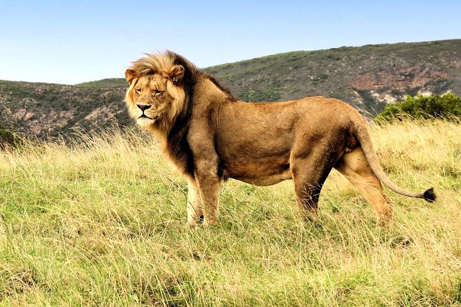 3 Day Garden Route Highlights and Safari with Private Transfers - Where you sleep in Oudtshoorn: comfort first, with an upgrade option