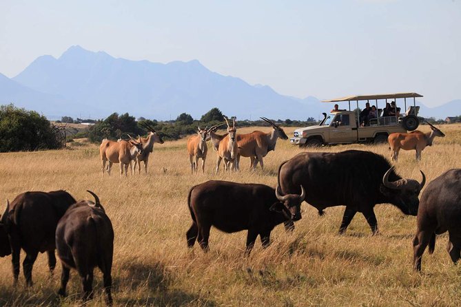 3 Day Garden Route Highlights and Safari with Private Transfers - Sedgefield overnight: the beach town reset after two full days