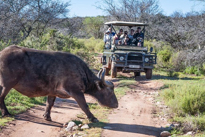 3 Day Garden Route Highlights and Safari with Private Transfers - Botlierskop Private Game Reserve safari: 4x4 Big Five time done right