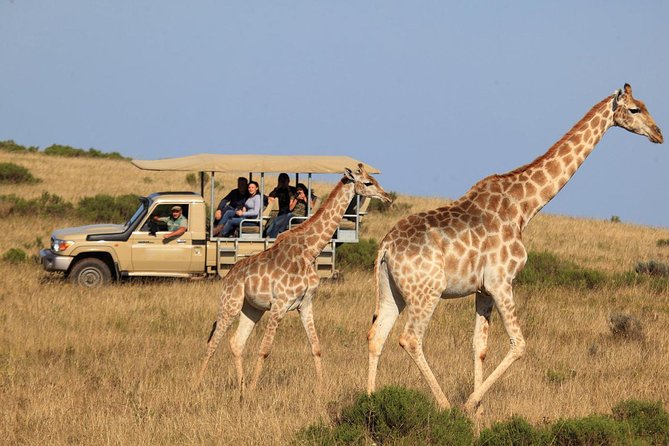3 Day Garden Route's Best Highlights with Safari from Cape Town - Price and Value: What $366.62 Covers and What to Budget for