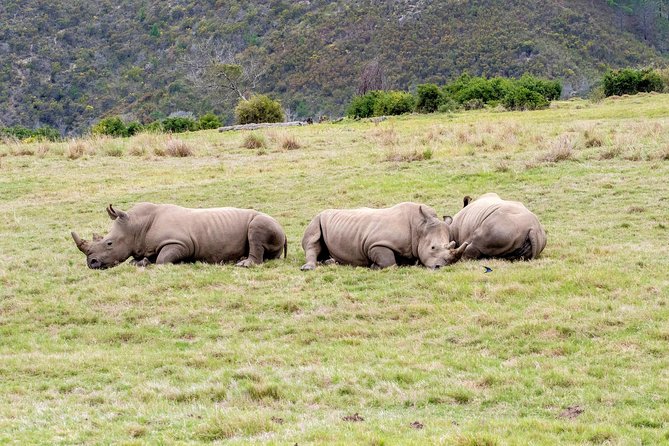 3 Day Garden Route's Best Highlights with Safari from Cape Town - Practical Tips for Surviving the Packed Driving Days