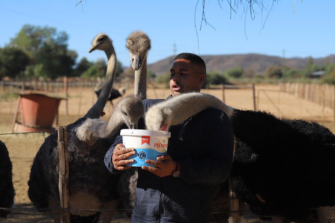 3 Day Garden Route Tour - Food and comfort: what’s included, what’s not