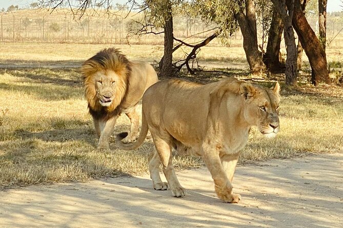 3-Day Johannesburg Tour with Pilanesberg National Park Safari - Day 2: Lesedi Cultural Village, a Rainbow Nation Walk, and Maropeng Fossil Time
