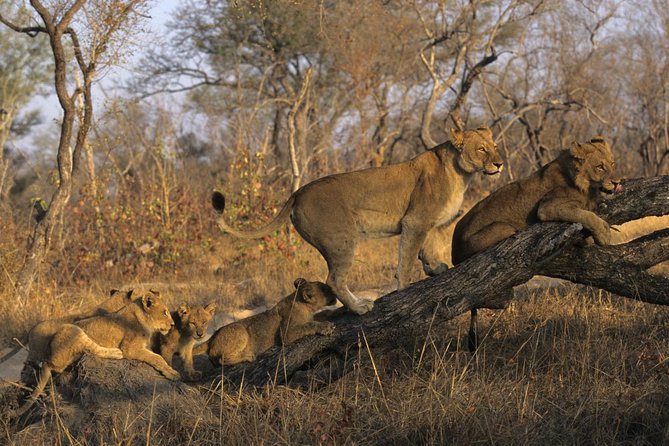 3 Day Kruger National Park and Crocodile River Safari - Key highlights you’ll feel right away