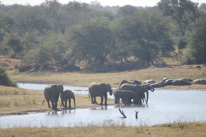3 Day Kruger National Park and Crocodile River Safari - Optional safari walk with an armed ranger, and how to handle the extra step