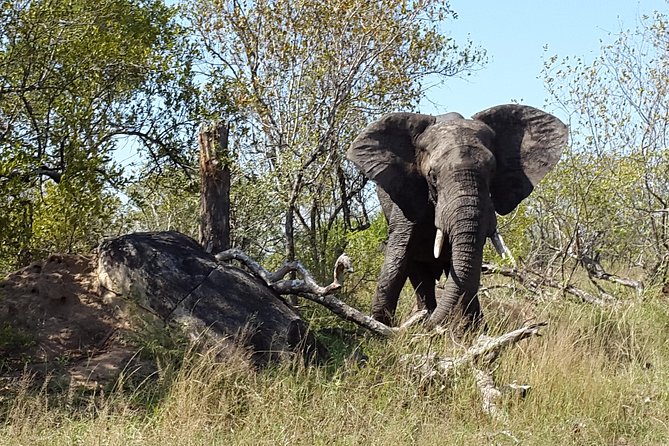 3 Day Kruger National Park and Crocodile River Safari - The lodge base and the Malelane Gate entrance day