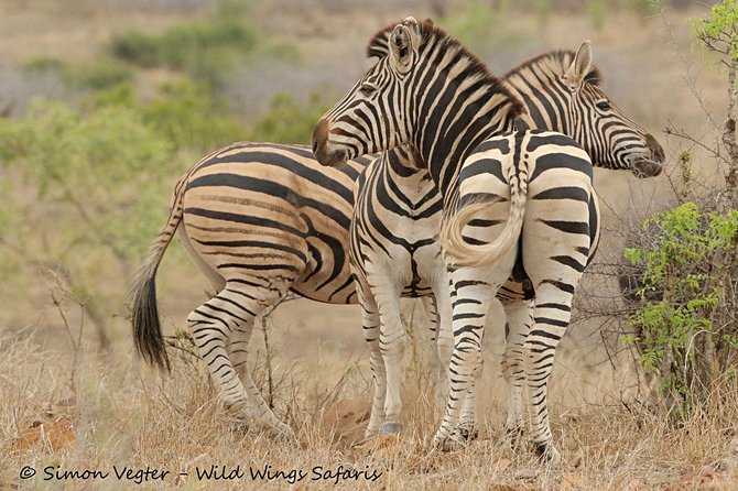 3-Day Kruger National Park Open Vehicle Safari - Open-vehicle Kruger with a small group: the real value