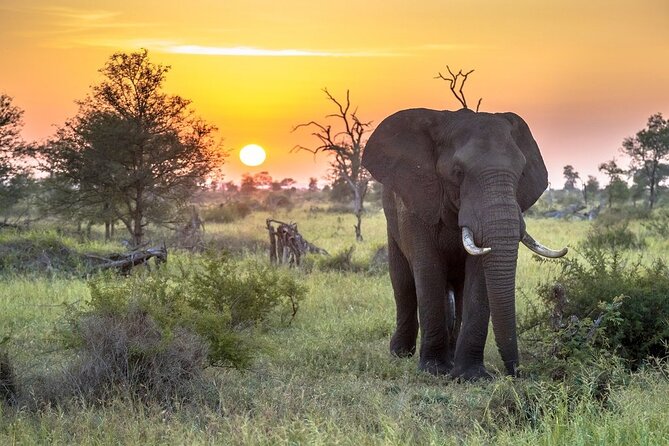 3 Day Kruger National Park Safari & Panorama Route - Day 1 inside Kruger: drive time plus a sunset safari