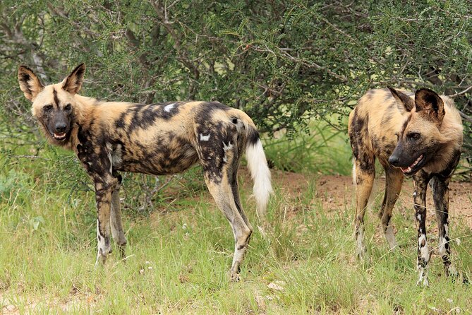 3 Day Kruger National Park Safari & Panorama Route - Price and value: is $1,008.78 per person worth it?