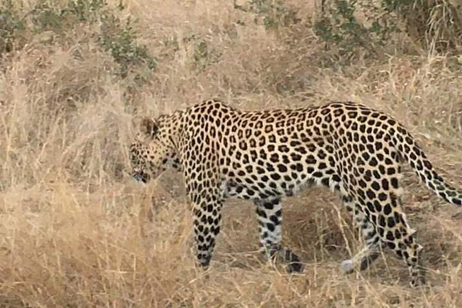 3 Day Kruger National Park Safari & Panorama Route - Day 2 at Phabeni Gate: the full-day game drive rhythm