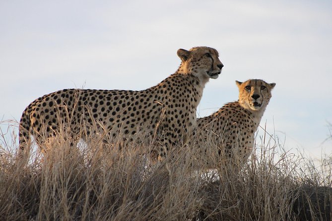 3 Day Kruger National Park tour - Day 2 Starts at 5:30 am: Orpen Gate and a Full Day on Safari