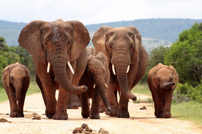 3 Day Kruger Safari with Panorama Tour from Johannesburg - Lunch at Skukuza and the Afternoon Game Drive